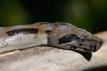 Close up view of the head of a boa constrictor in Costa Rica