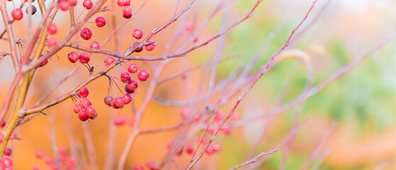 Beautiful panoramic autumn scenery with colorful leaves, berries and bokeh background