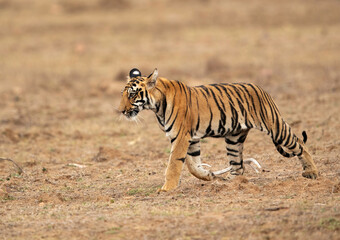 Fototapeta na wymiar Tigress Choti Tara cub walking at Tadoba Andhari Tiger Reserve, India