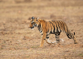 Fototapeta premium Tigress Choti Tara cub walking at Tadoba Andhari Tiger Reserve, India