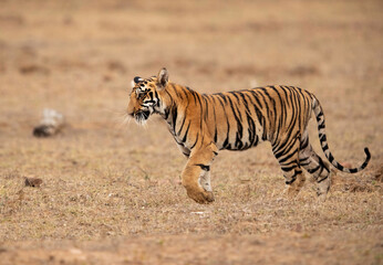 Fototapeta na wymiar Tigress Choti Tara cub going to his mother, Tadoba Andhari Tiger Reserve, India