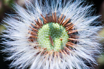 feathers of a dandelion flower