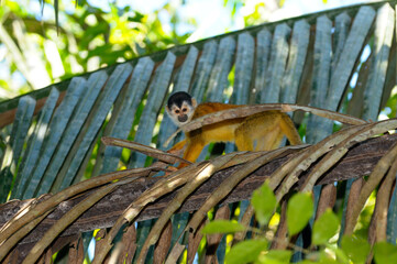 Small squirrel monkey walking on a palm leaf in the rainforest of Costa Rica