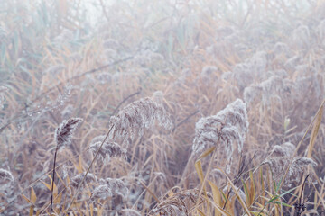 Cold foggy morning on the river. The tall grass is covered with frost. Autumn landscape.