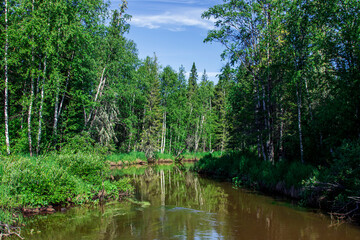 View of the river between green birch trees and bushes. Nature of the taiga