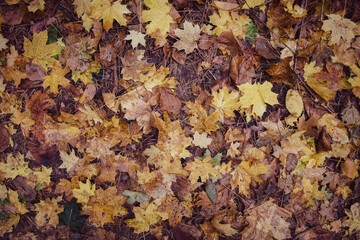 Autumn maple leaves on a blurred background, close-up, leaves texture,  red autumn background
