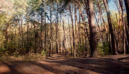 Autumn forest landscape, trees in the sunlight.
