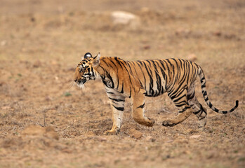 Fototapeta na wymiar Tigress Choti Tara cub moving ahead, Tadoba Andhari Tiger Reserve, India