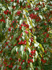 red small fruits of crab apple Malus purpurea tree