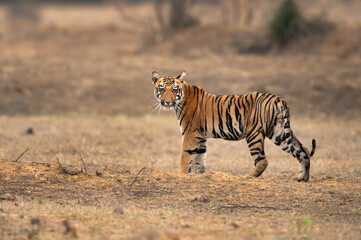 Fototapeta na wymiar Tigress Choti Tara cub at Tadoba Andhari Tiger Reserve, India