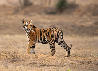 Tigress Choti Tara cub turning back, Tadoba Andhari Tiger Reserve, India