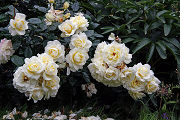 bouquet of white roses