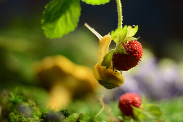 Small yellow snail on wild strawberries in the forest on a blurred forest background with mushrooms