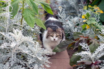 Adorable fluffy white with dark spots cat on the garden path in the garden