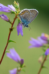 The common blue butterfly Polyommatus icarus on a summer day in the early morning in a clearing among forest flowers