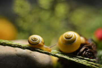 Yellow snails in the forest on a blurred background in autumn