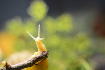 A snail raised its horns while sitting on a tree thread in the forest. Background blurred