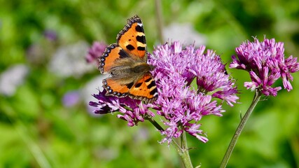 Obraz premium Falter, Schmetterling auf einer Alpenblume im Hochgebirge