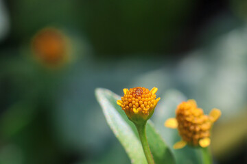 yellow marsh para cress flowers