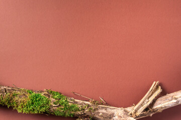 Creative composition for design with bark tree, moss on brown background for organic cosmetic products. Top view. Copy space. Environmentally clear nature concept