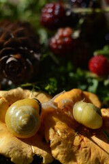 Two snails on yellow chanterelle mushrooms on a blurred forest background with wild berries