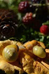 Foto op Plexiglas Two snails on yellow chanterelle mushrooms on a blurred forest background with wild berries © Olena