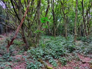 spring in the forest