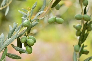 Aceitunas en las ramas del olivo en septiembre
