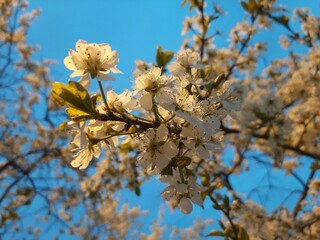 apple tree flowers