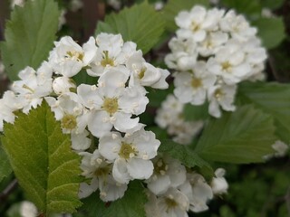 apple tree blossom