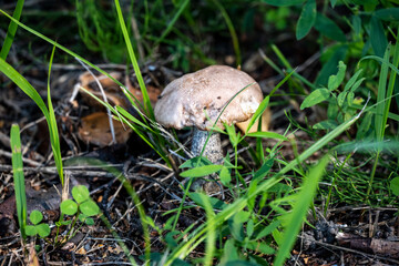 brown edible mushrooms that grow near birches against a background of green grass