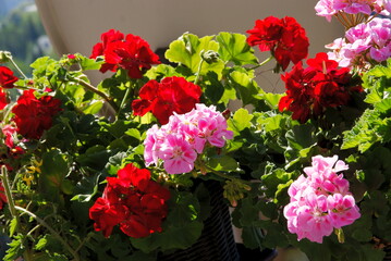 pink and red,pretty flowers of geranium potted plant close up