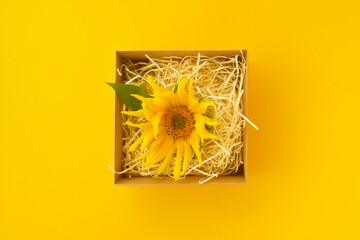 Sunflower on a yellow background. Copy space. Summer concept.