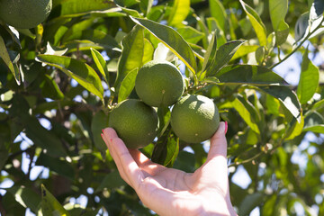 Lime fruits branch in a tree