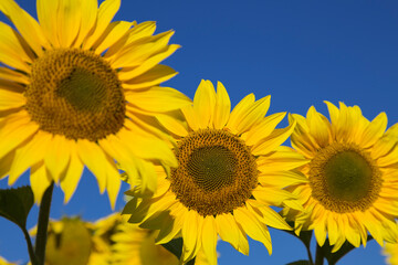 Closeup view of a yellow sunflower against a background of bright blue sky. Some other sunflowers out of focus.