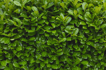 Fototapeta na wymiar Background of green, lush and strong leaves