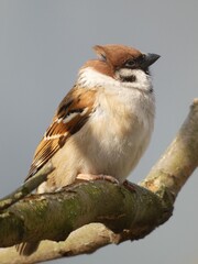 Portrait of tree sparrow (Passer montanus) perched on tree branch