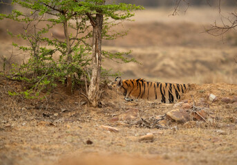 Fototapeta na wymiar A glimpse of Tigress Choti Tara cub , Tadoba Andhari Tiger Reserve, India