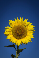 Closeup view of a yellow sunflower against a background of bright blue sky. 