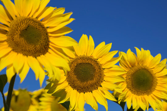 Closeup view of a yellow sunflower against a background of bright blue sky. Some other sunflowers out of focus. © Igor