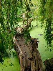 tree in the forest