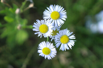 Beautiful chamomile flowers close-up in spring. Chamomile flowers in the field - medicinal plant Matricaria recutita