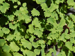 hojas verdes