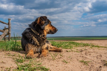 A stray dog lies on the ground on a sunny day.