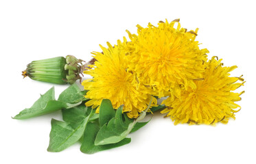 Dandelion flowers isolated on white background