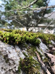 moss on the tree