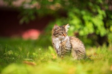 Beautiful gray kitten is sitting in the green grass.