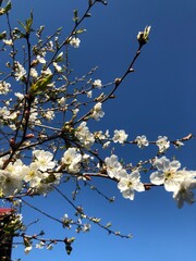 blooming cherry tree