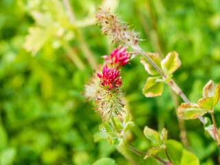 (Trifolium incarnatum) Trèfle incarnat rouge ou trèfle farouche