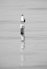 Greater Crested Tern  perched on a wooden log , Bahrain. A highkey image